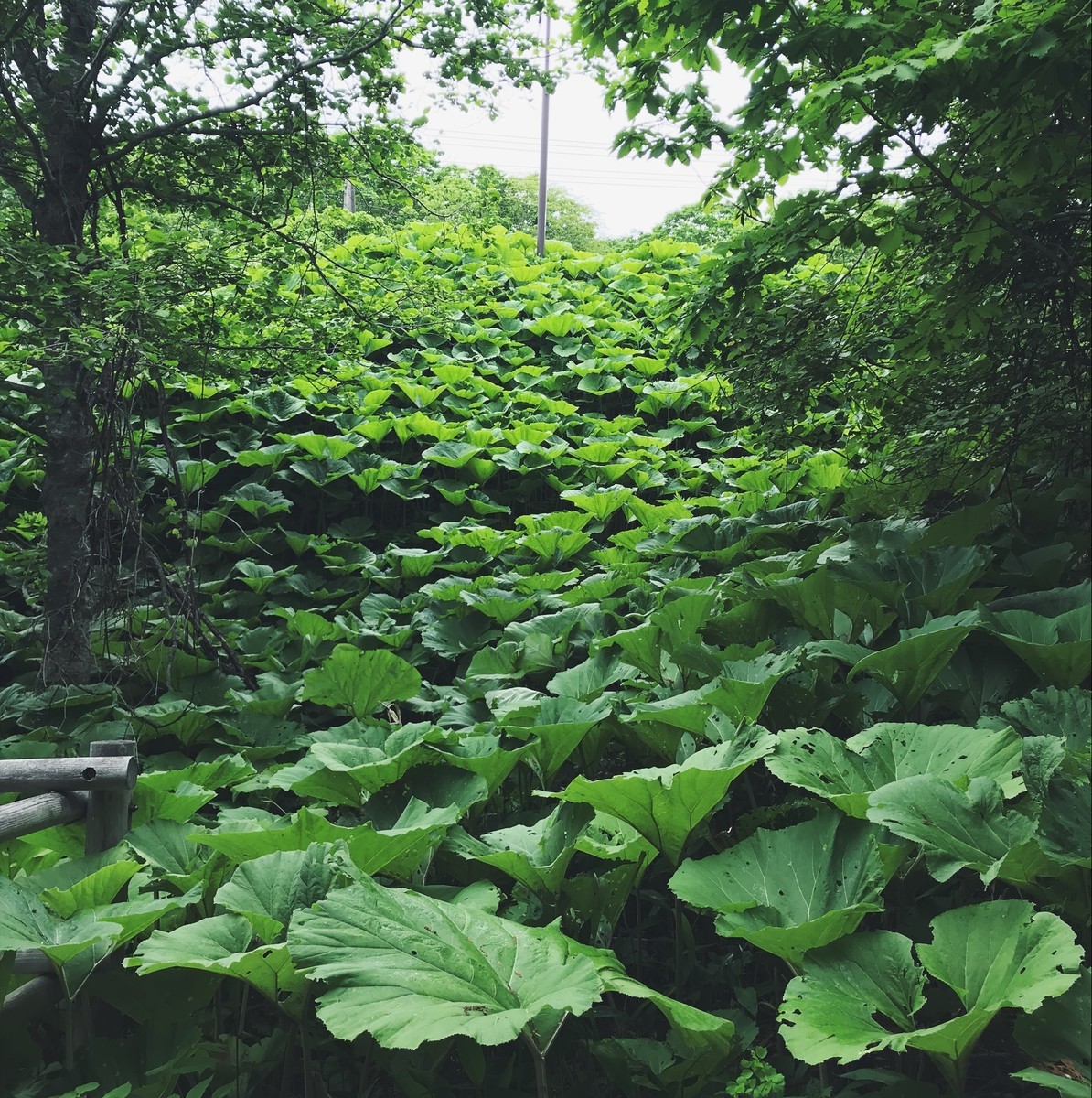 f:id:asacafe:20190627112439j:plain f:id:asacafe:20190627112439j:plain