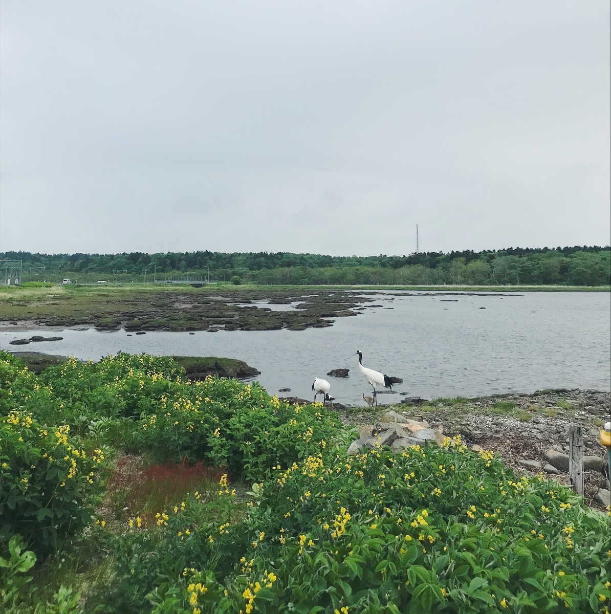 f:id:asacafe:20190702190859j:plain f:id:asacafe:20190702190859j:plain