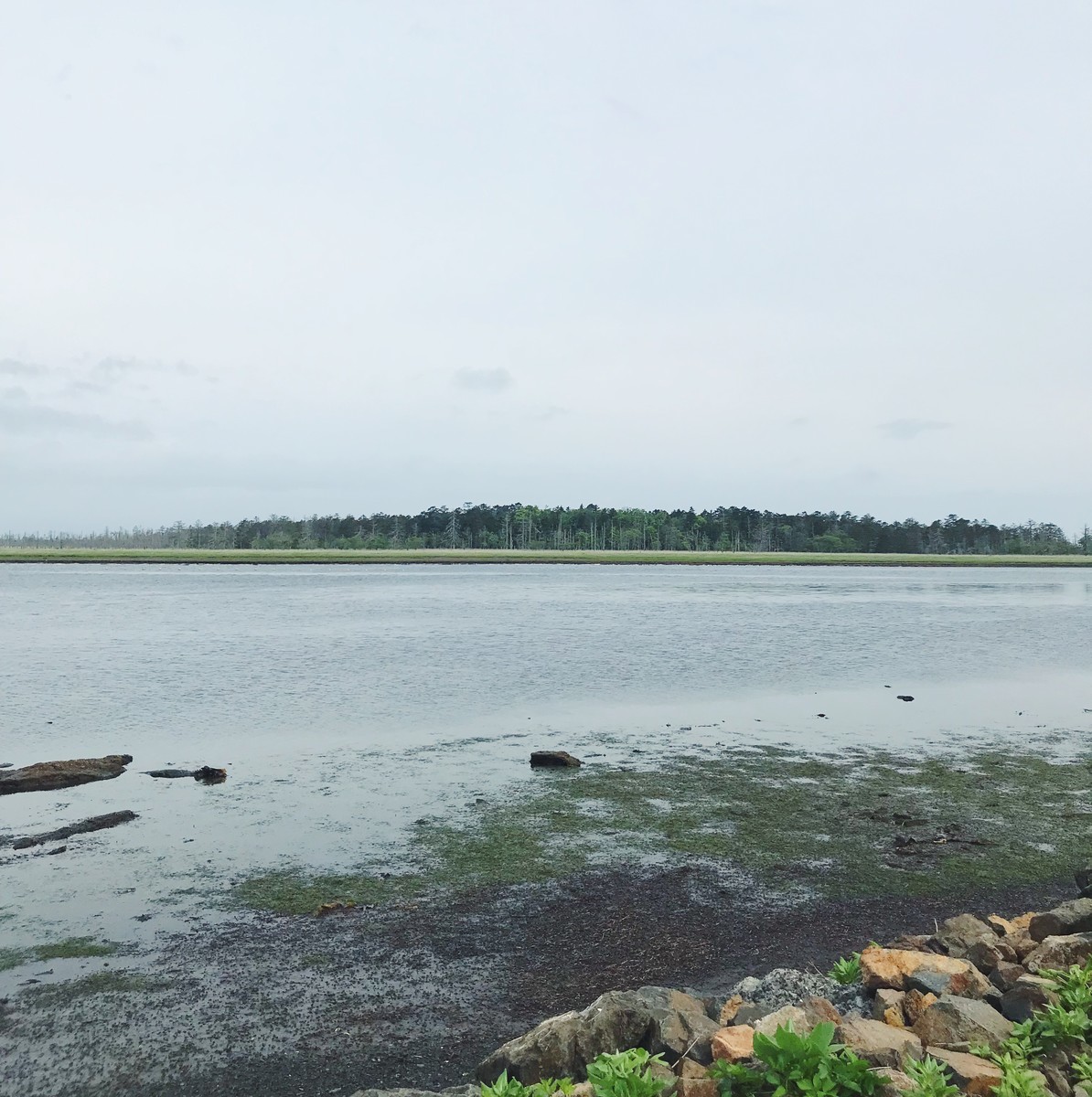 f:id:asacafe:20190702191745j:plain f:id:asacafe:20190702191745j:plain