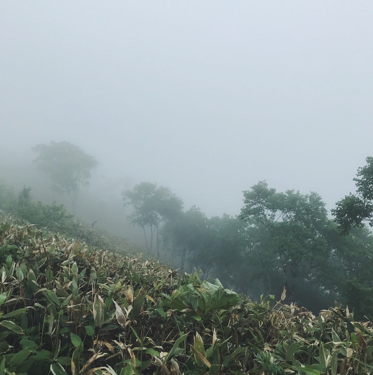 f:id:asacafe:20190703142324j:plain f:id:asacafe:20190703142324j:plain