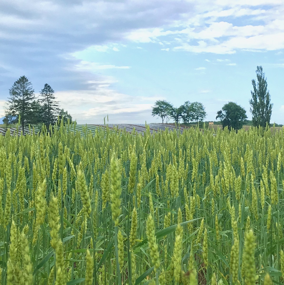 f:id:asacafe:20190707232059j:plain f:id:asacafe:20190707232059j:plain