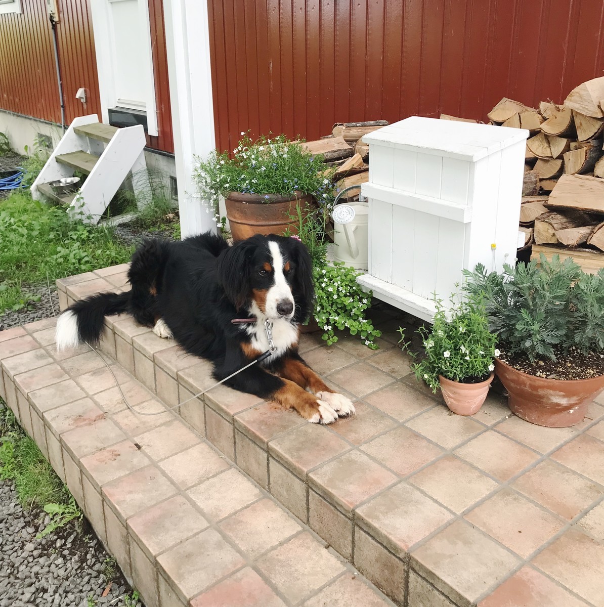 f:id:asacafe:20190707233526j:plain f:id:asacafe:20190707233526j:plain