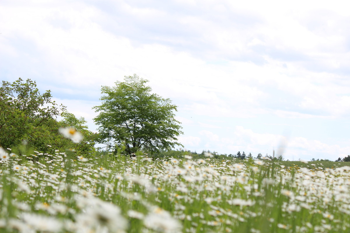 f:id:asacafe:20190708080358j:plain f:id:asacafe:20190708080358j:plain