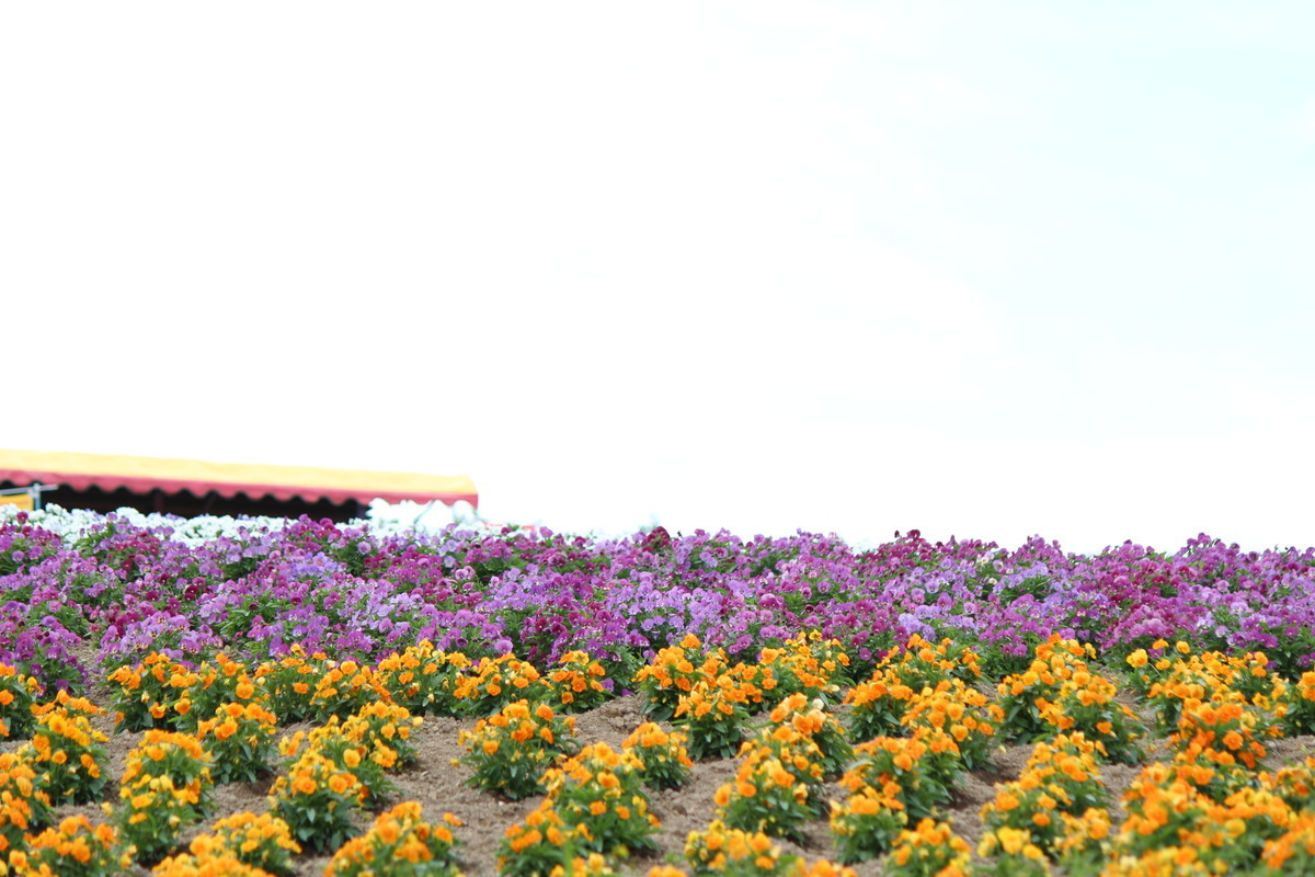 f:id:asacafe:20190708113945j:plain f:id:asacafe:20190708113945j:plain