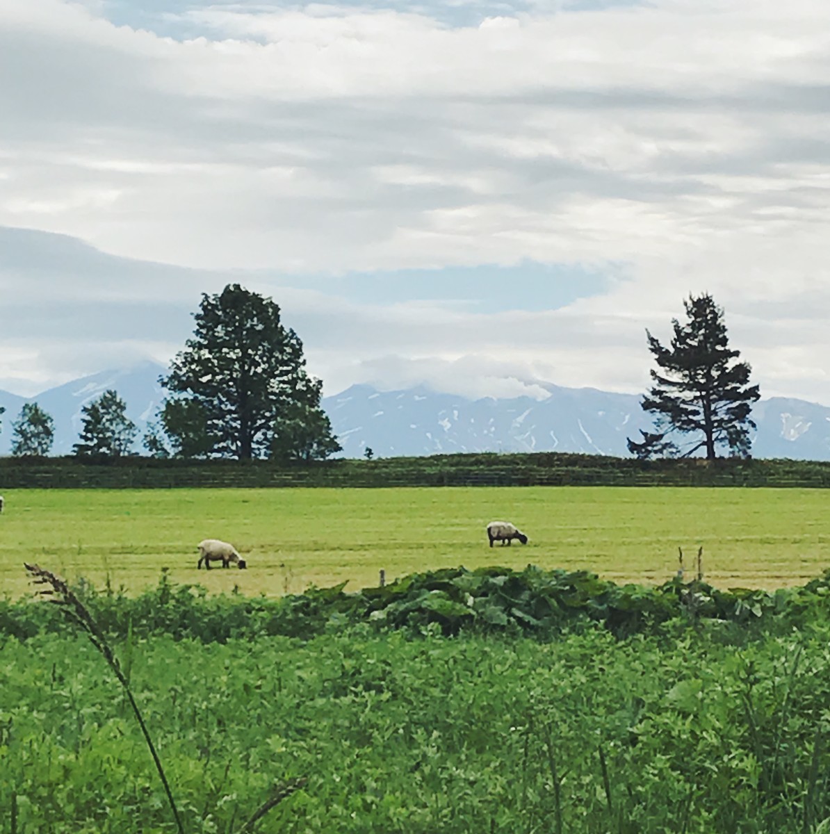 f:id:asacafe:20190708122801j:plain f:id:asacafe:20190708122801j:plain
