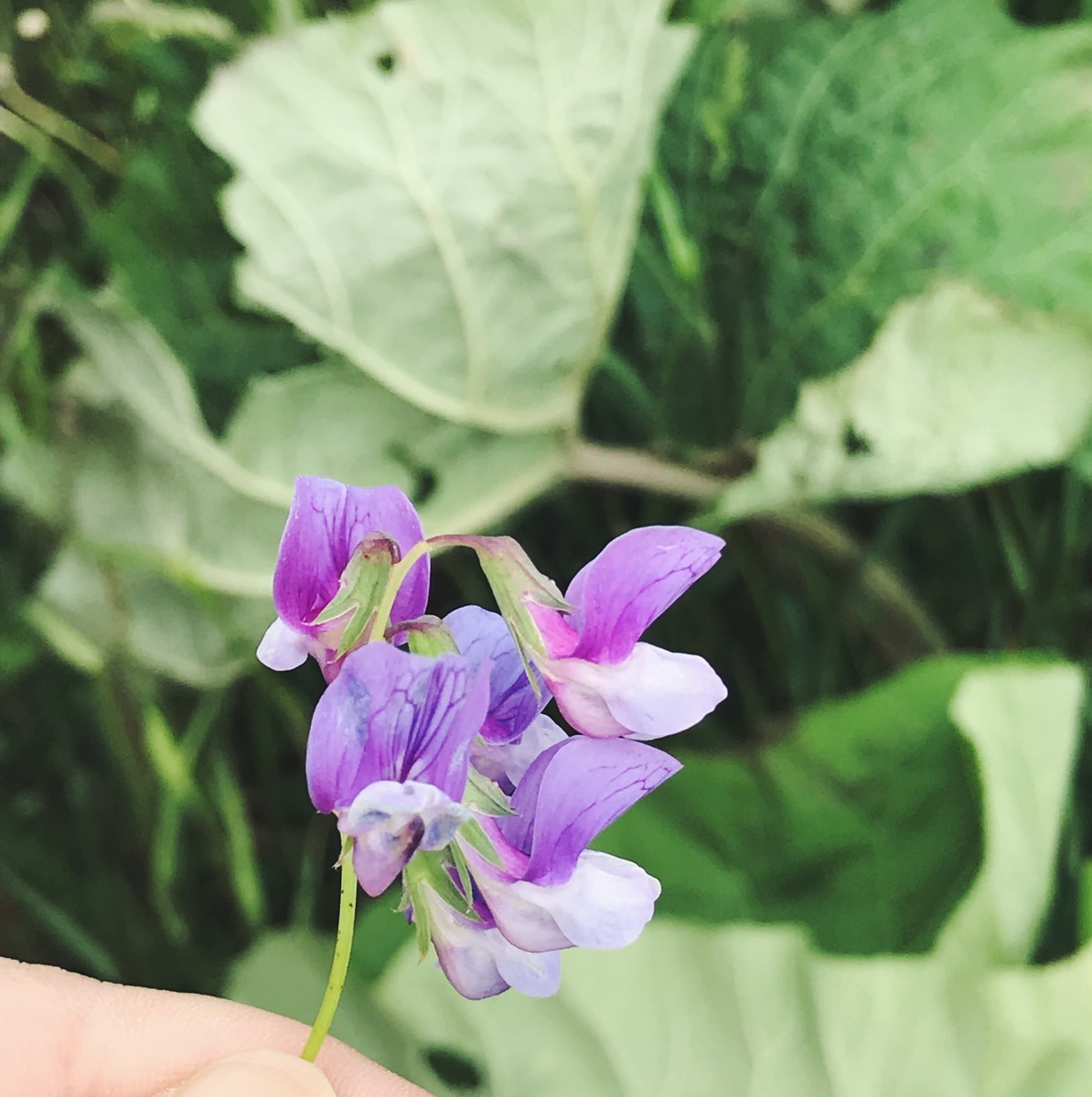 f:id:asacafe:20190709154329j:plain f:id:asacafe:20190709154329j:plain