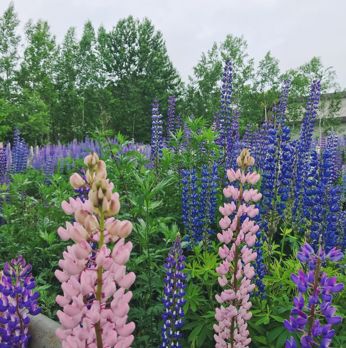 f:id:asacafe:20190709154359j:plain f:id:asacafe:20190709154359j:plain