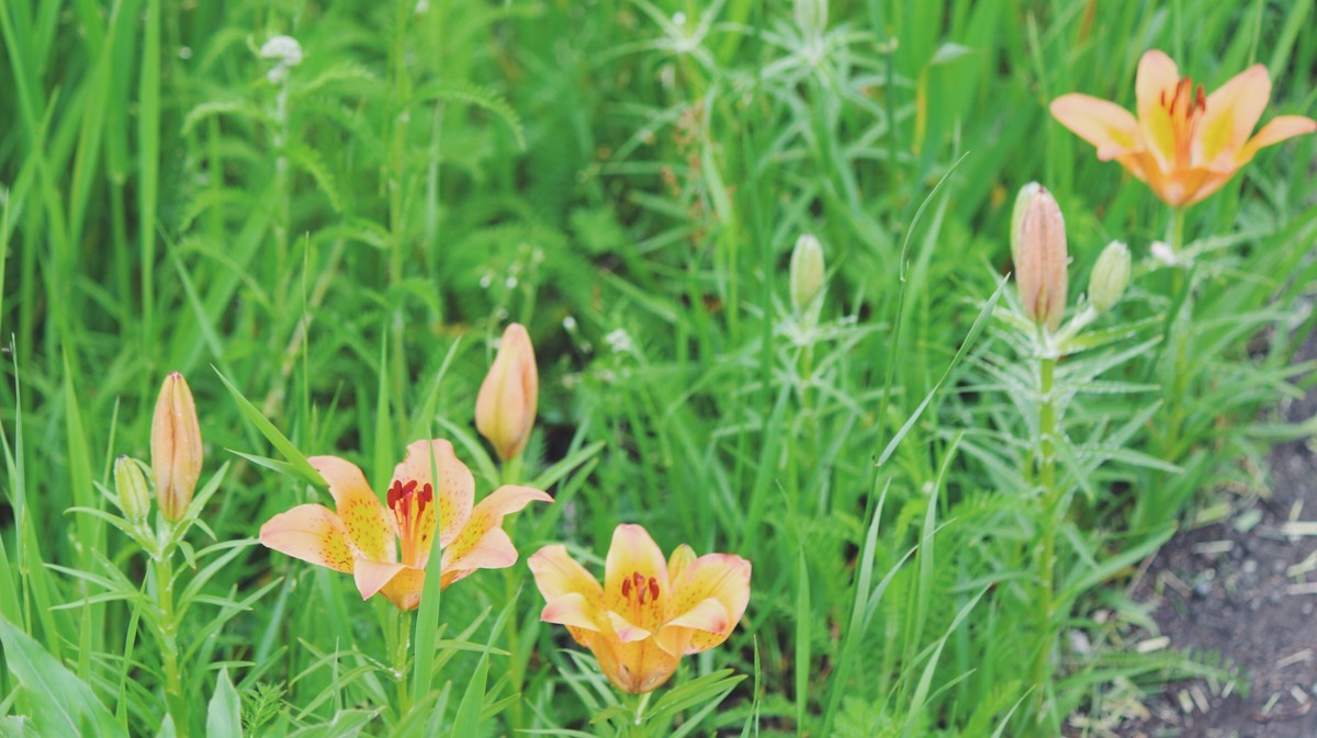 f:id:asacafe:20190709154533j:plain f:id:asacafe:20190709154533j:plain