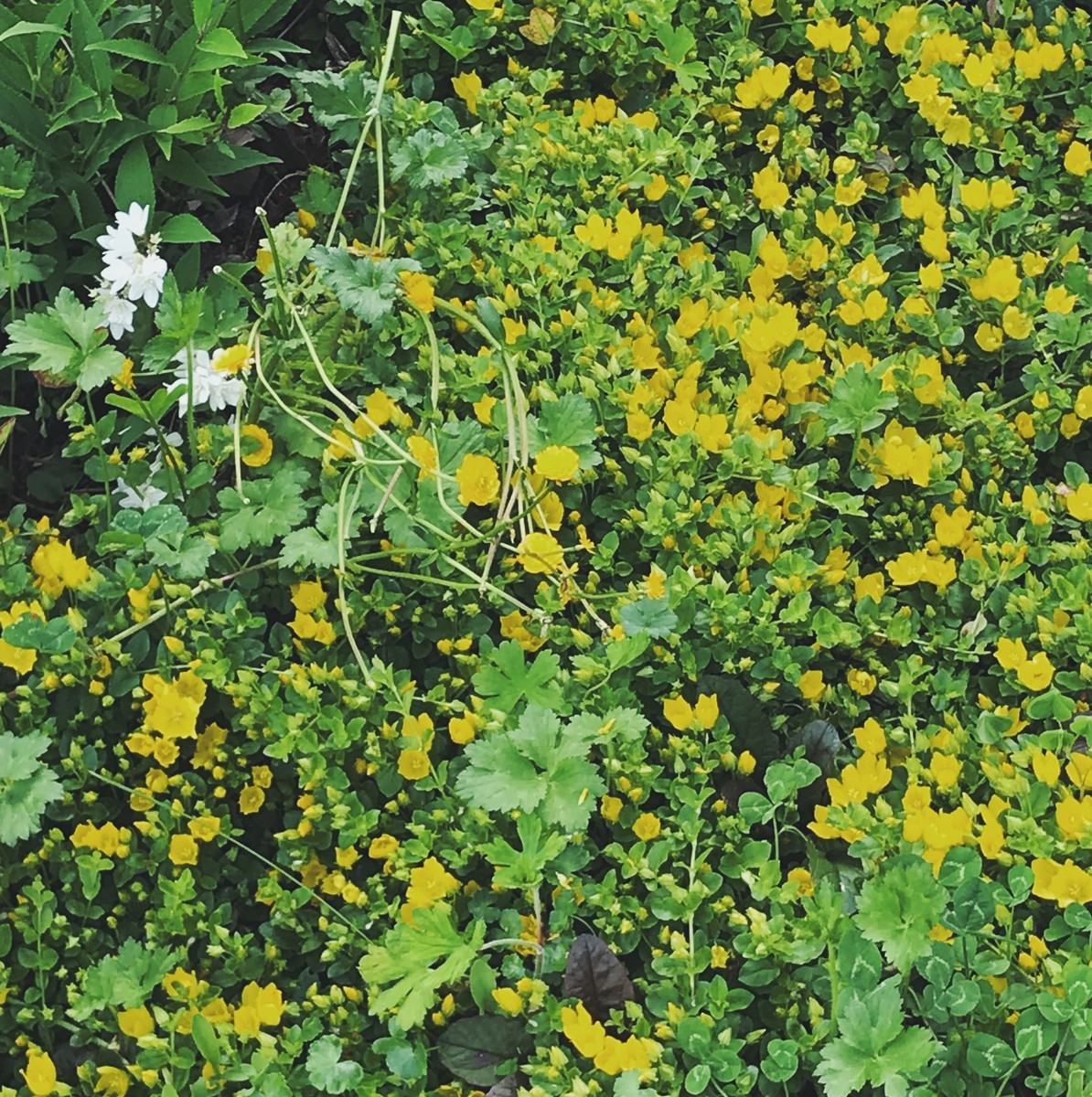 f:id:asacafe:20190709154729j:plain f:id:asacafe:20190709154729j:plain