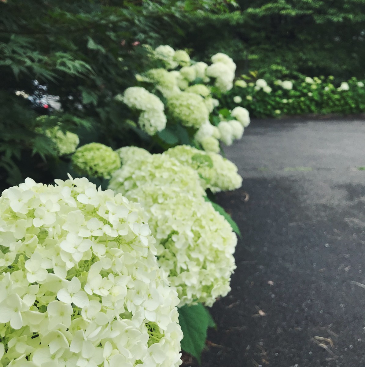 f:id:asacafe:20190711154734j:plain f:id:asacafe:20190711154734j:plain