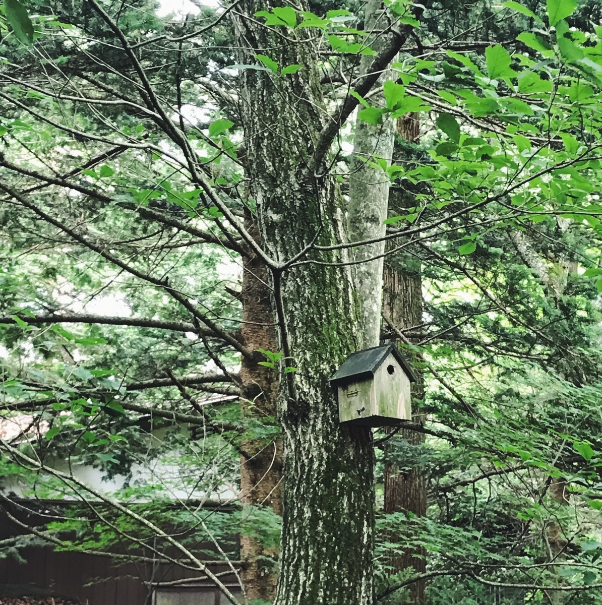 f:id:asacafe:20190715124629j:plain f:id:asacafe:20190715124629j:plain