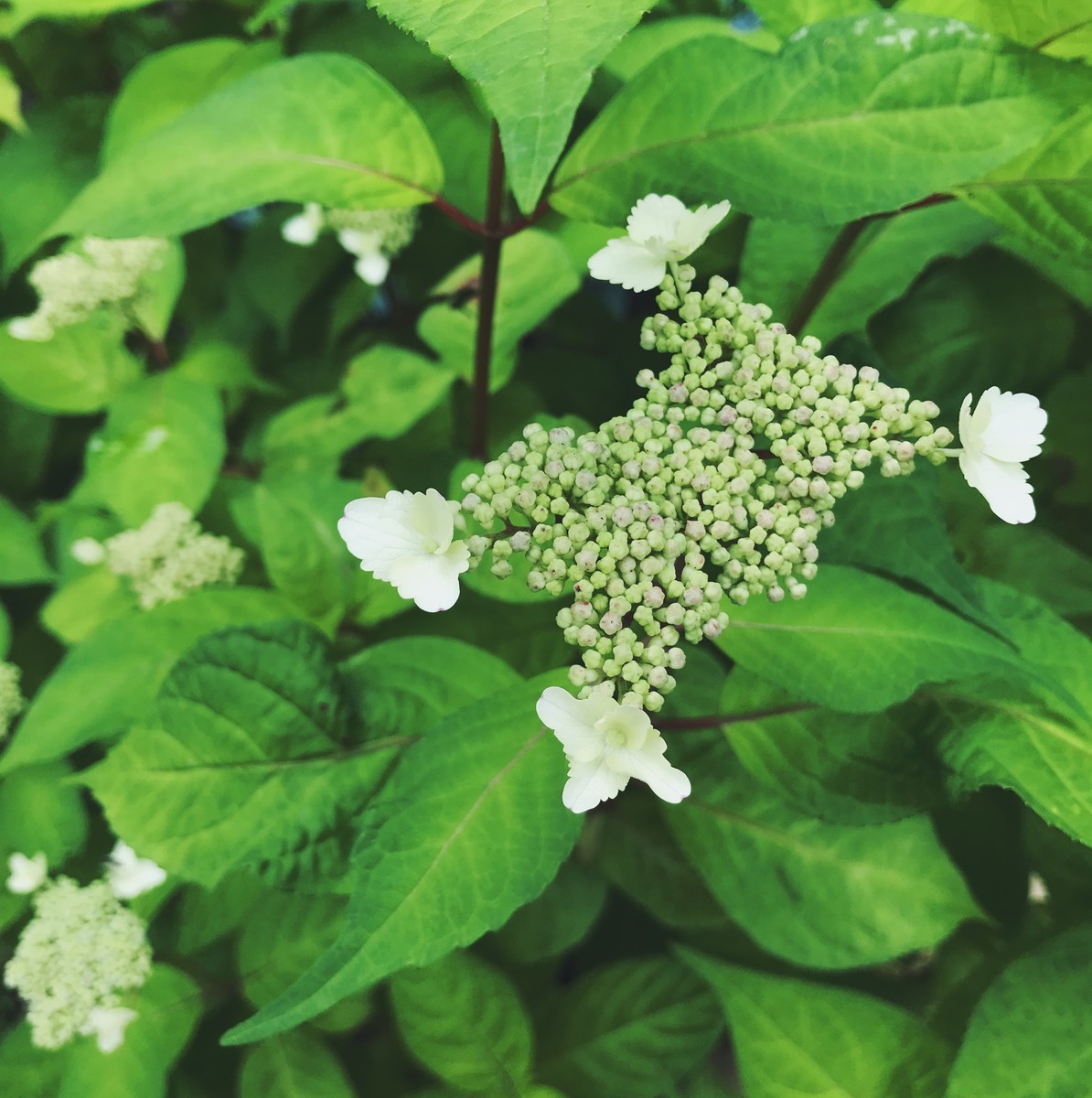 f:id:asacafe:20190716125052j:plain f:id:asacafe:20190716125052j:plain