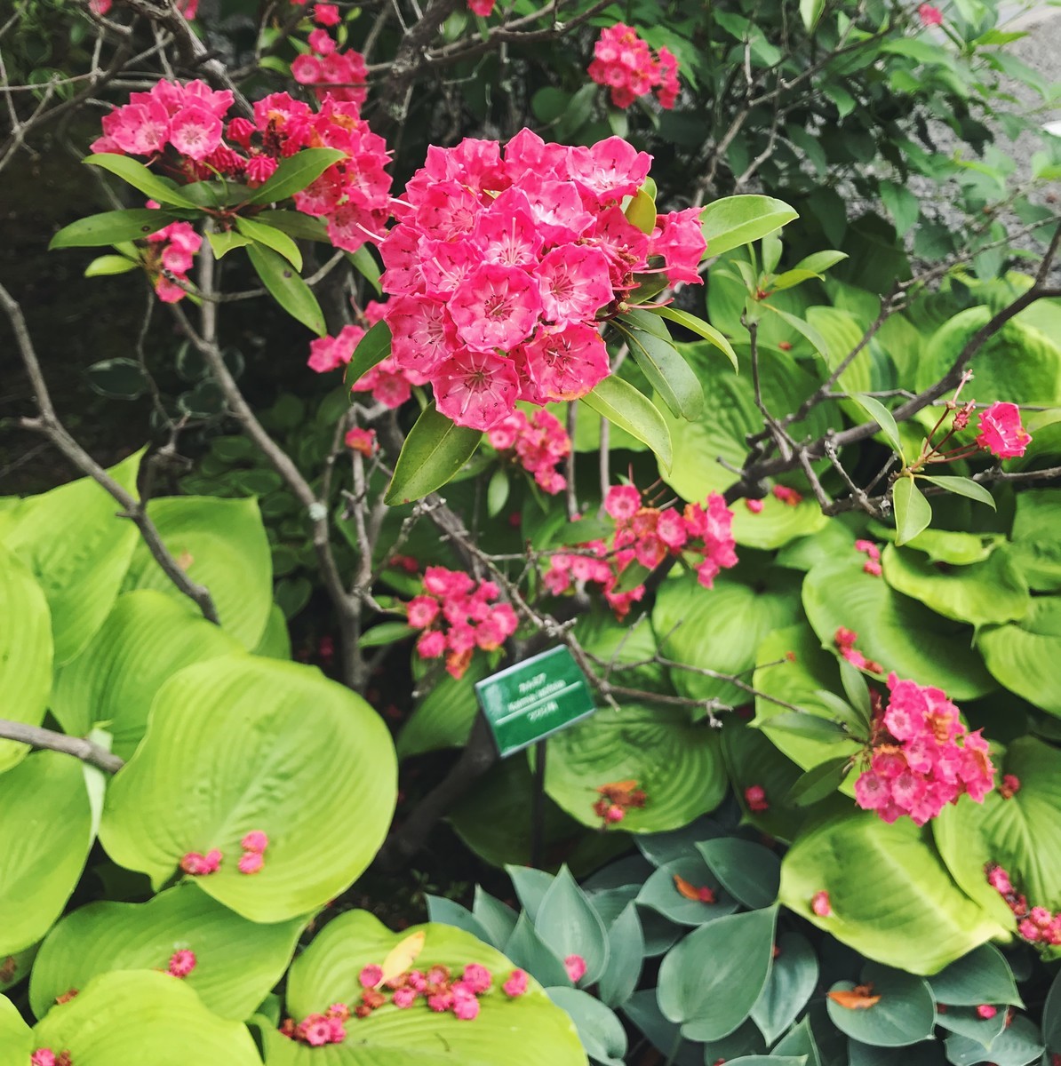 f:id:asacafe:20190716125316j:plain f:id:asacafe:20190716125316j:plain