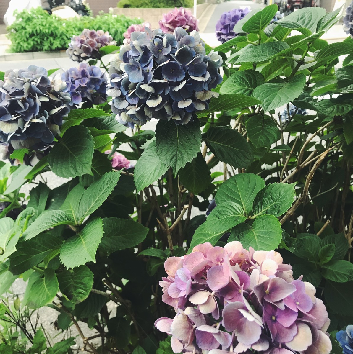 f:id:asacafe:20190716233551j:plain f:id:asacafe:20190716233551j:plain