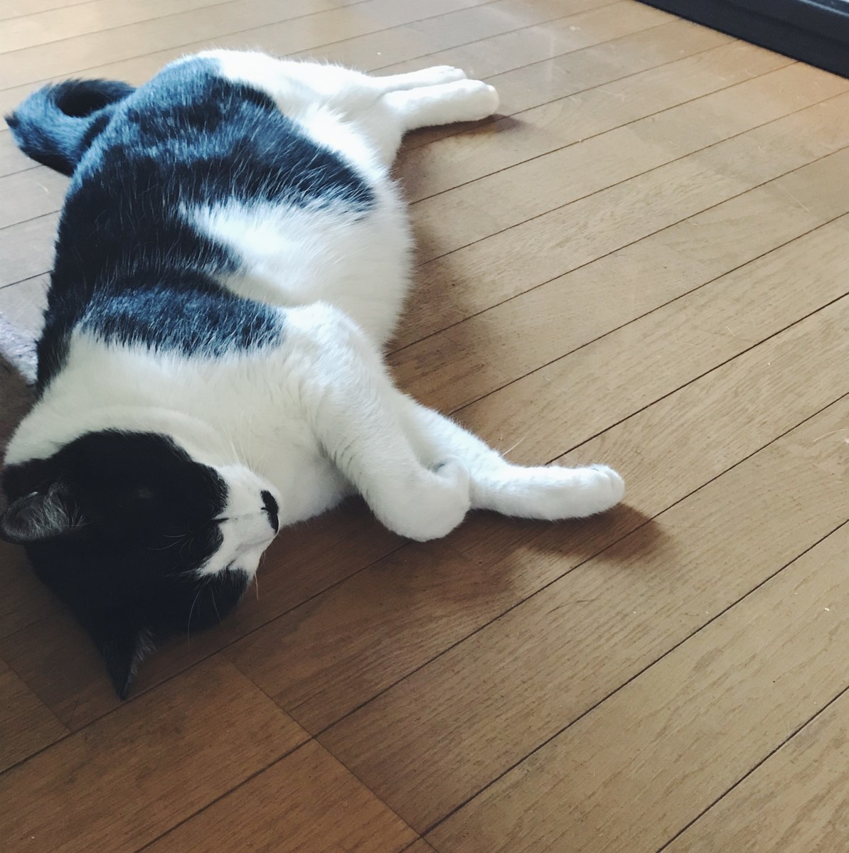 f:id:asacafe:20190717001146j:plain