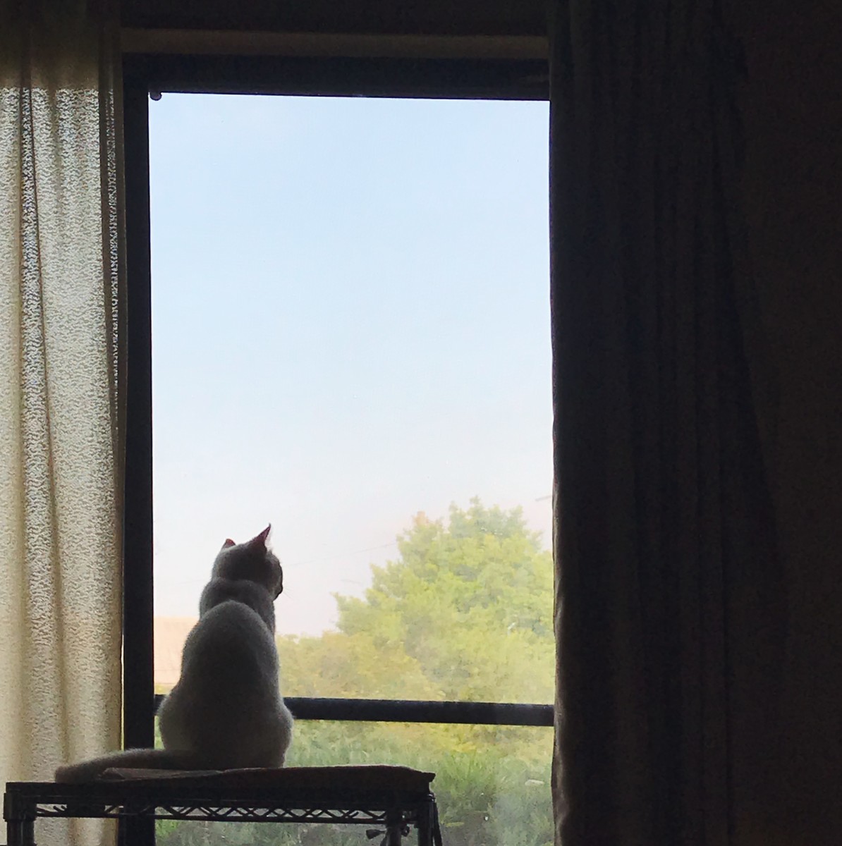 f:id:asacafe:20190717001214j:plain