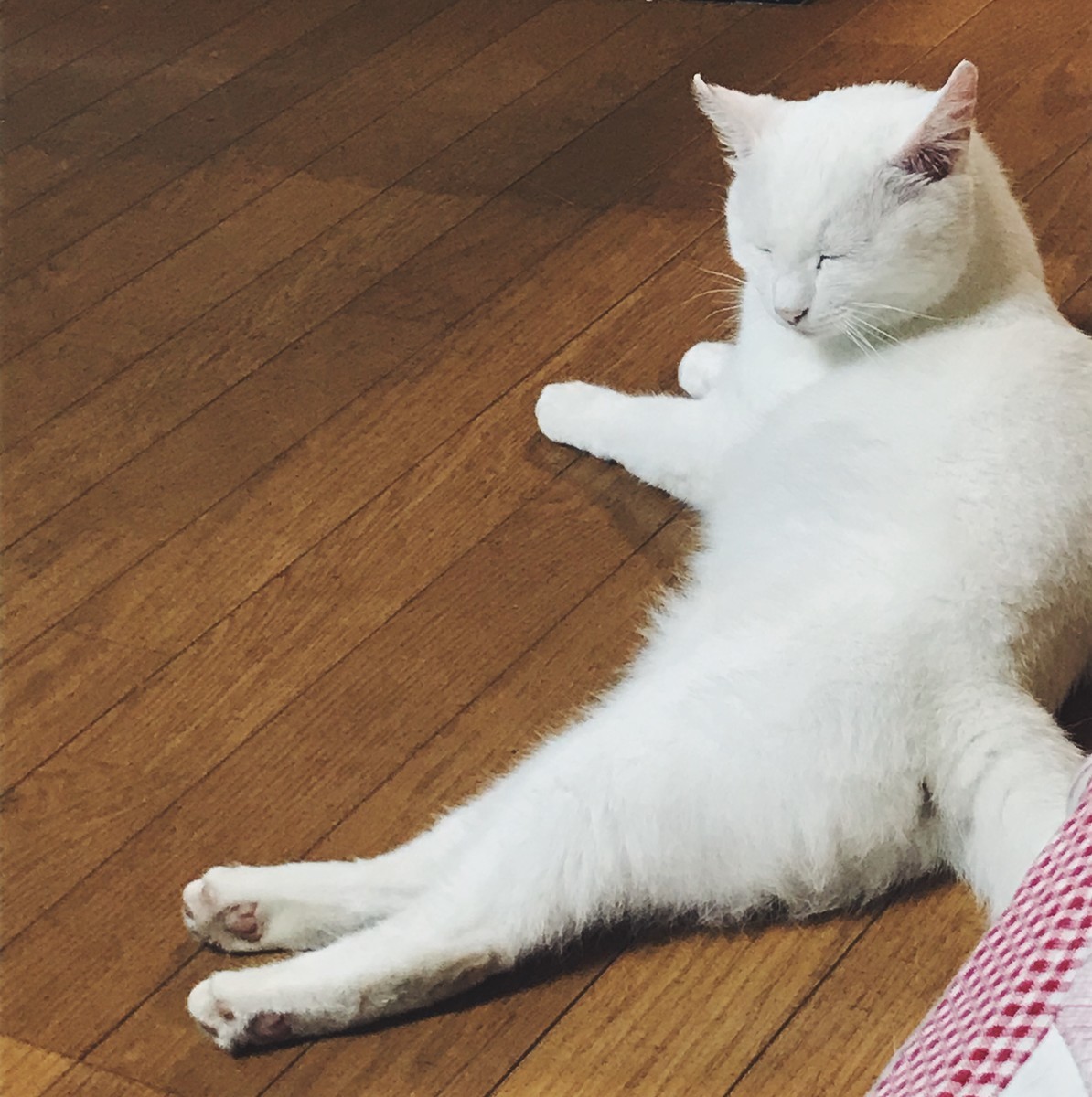 f:id:asacafe:20190717001234j:plain