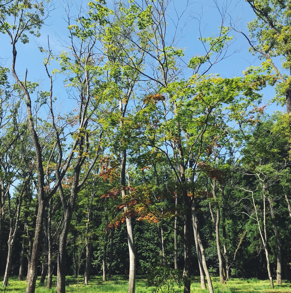 f:id:asacafe:20190829124015j:plain f:id:asacafe:20190829124015j:plain