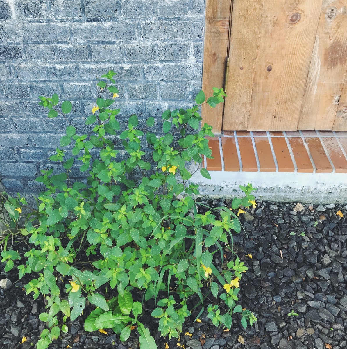 f:id:asacafe:20191007113343j:plain f:id:asacafe:20191007113343j:plain