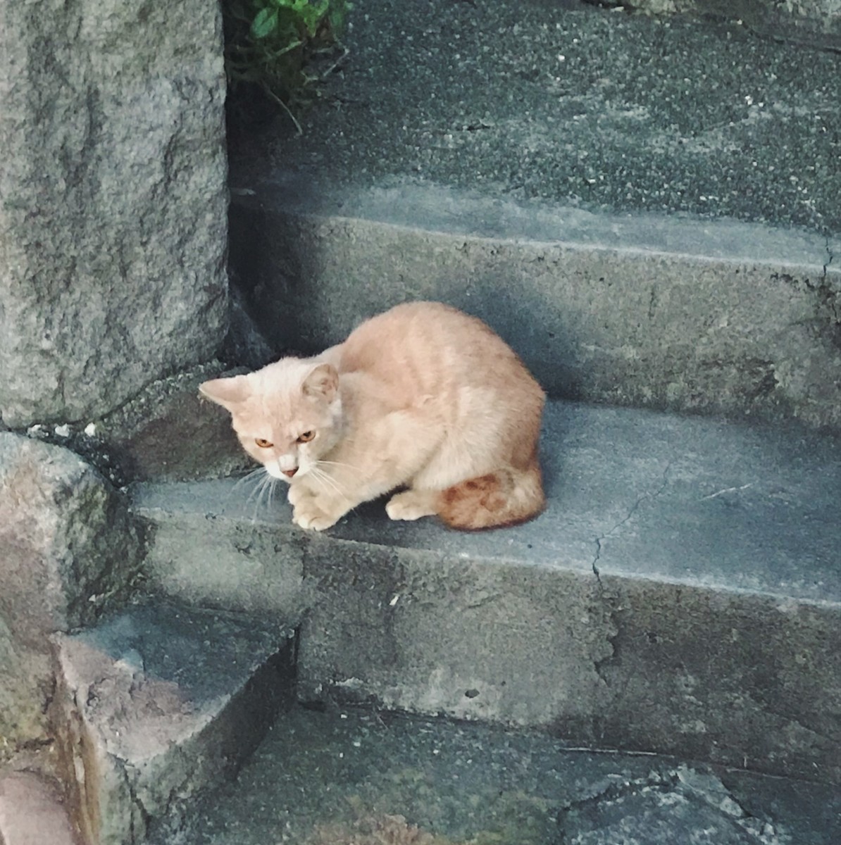 f:id:asacafe:20191120123628j:plain f:id:asacafe:20191120123628j:plain