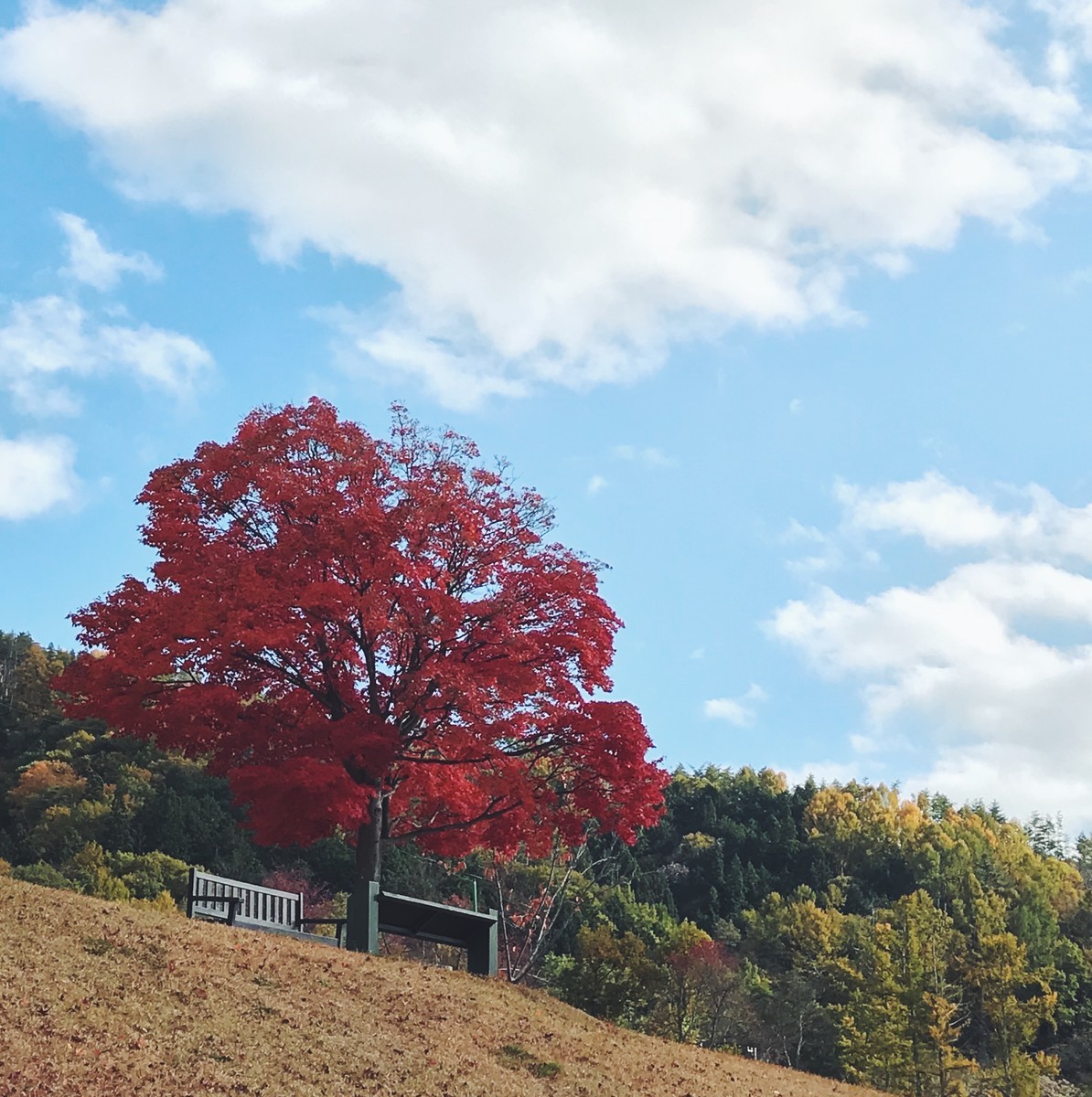 f:id:asacafe:20191207142342j:plain f:id:asacafe:20191207142342j:plain