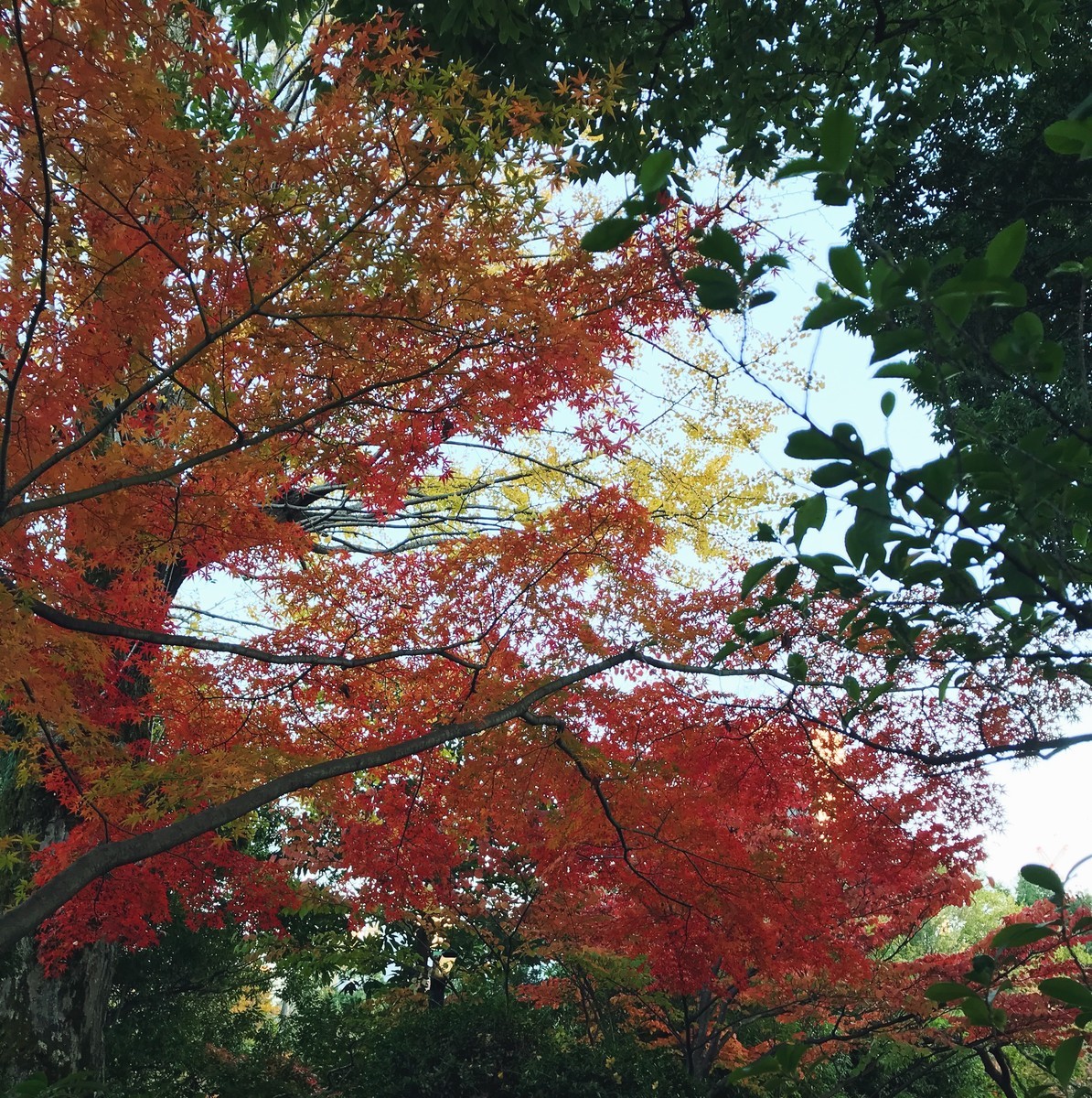 f:id:asacafe:20191207231640j:plain f:id:asacafe:20191207231640j:plain