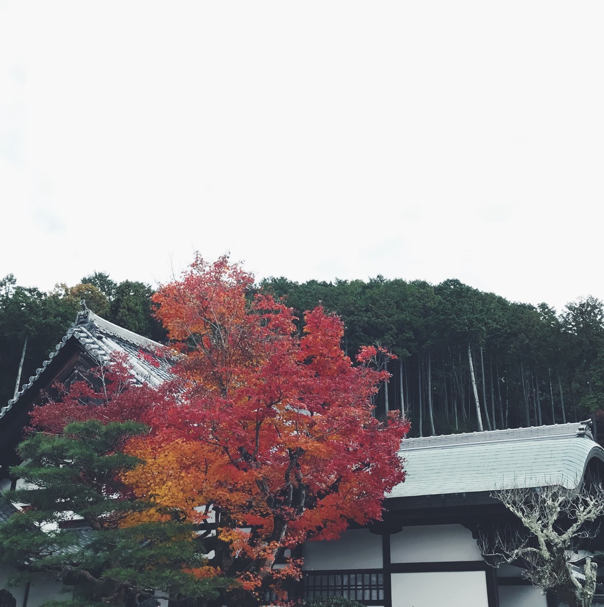 f:id:asacafe:20191210171013j:plain f:id:asacafe:20191210171013j:plain