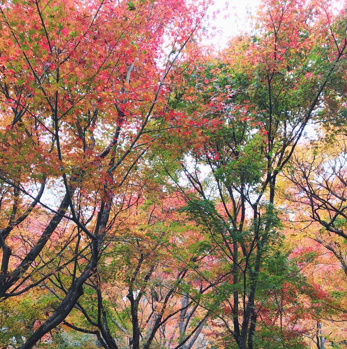 f:id:asacafe:20191210171242j:plain f:id:asacafe:20191210171242j:plain