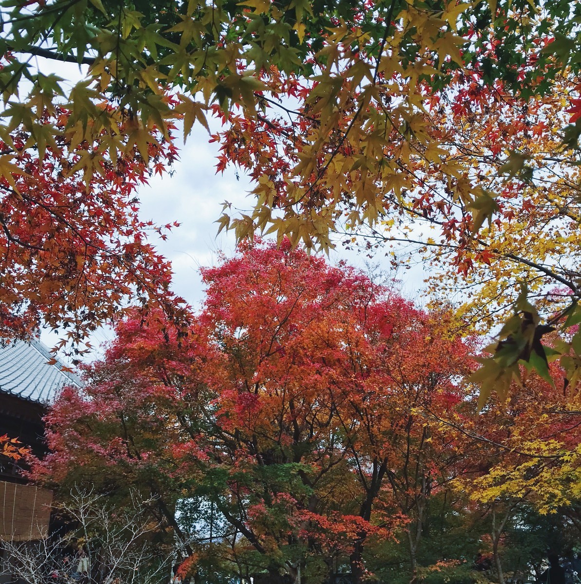 f:id:asacafe:20191210173944j:plain f:id:asacafe:20191210173944j:plain