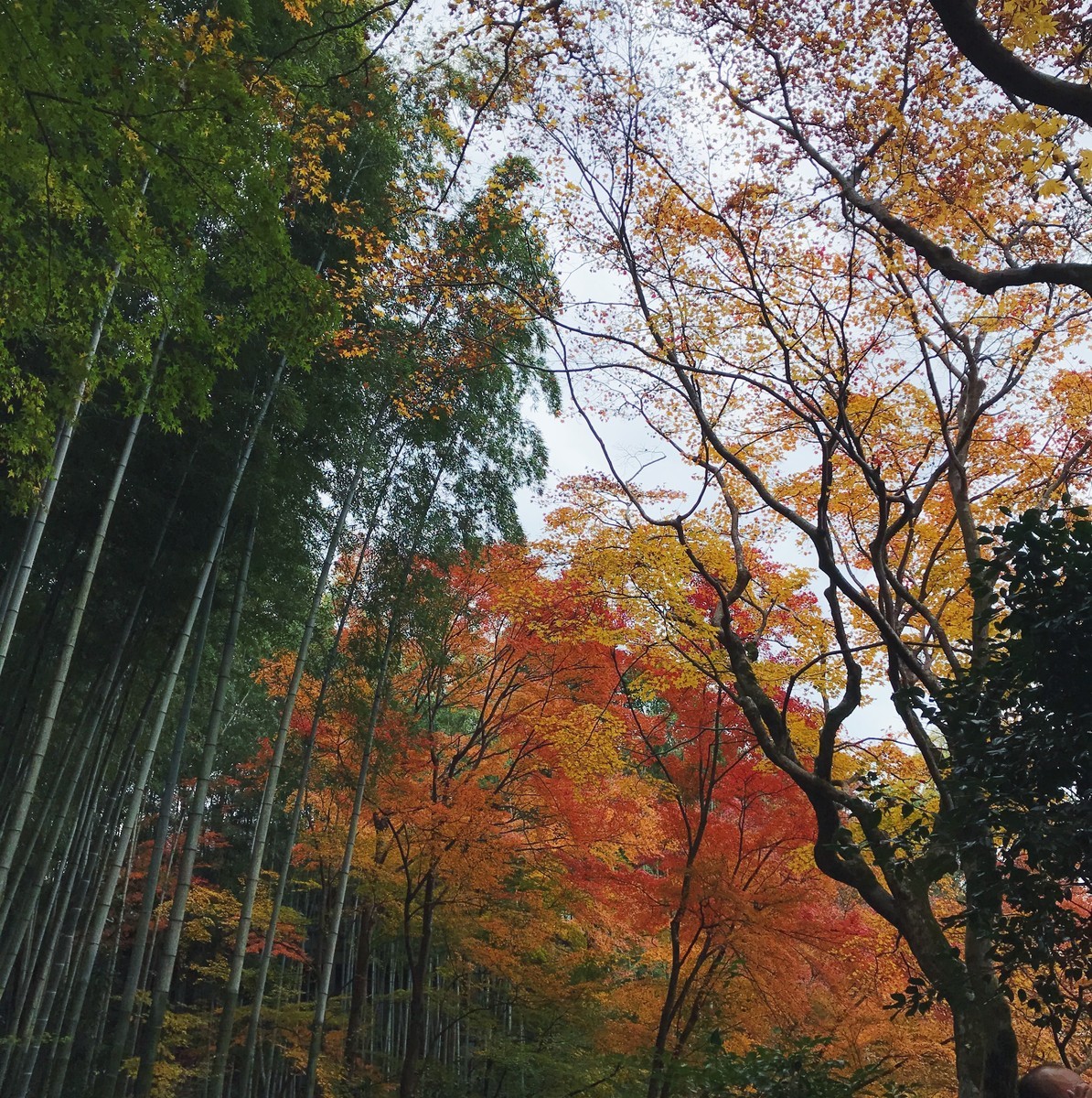 f:id:asacafe:20191210174040j:plain f:id:asacafe:20191210174040j:plain