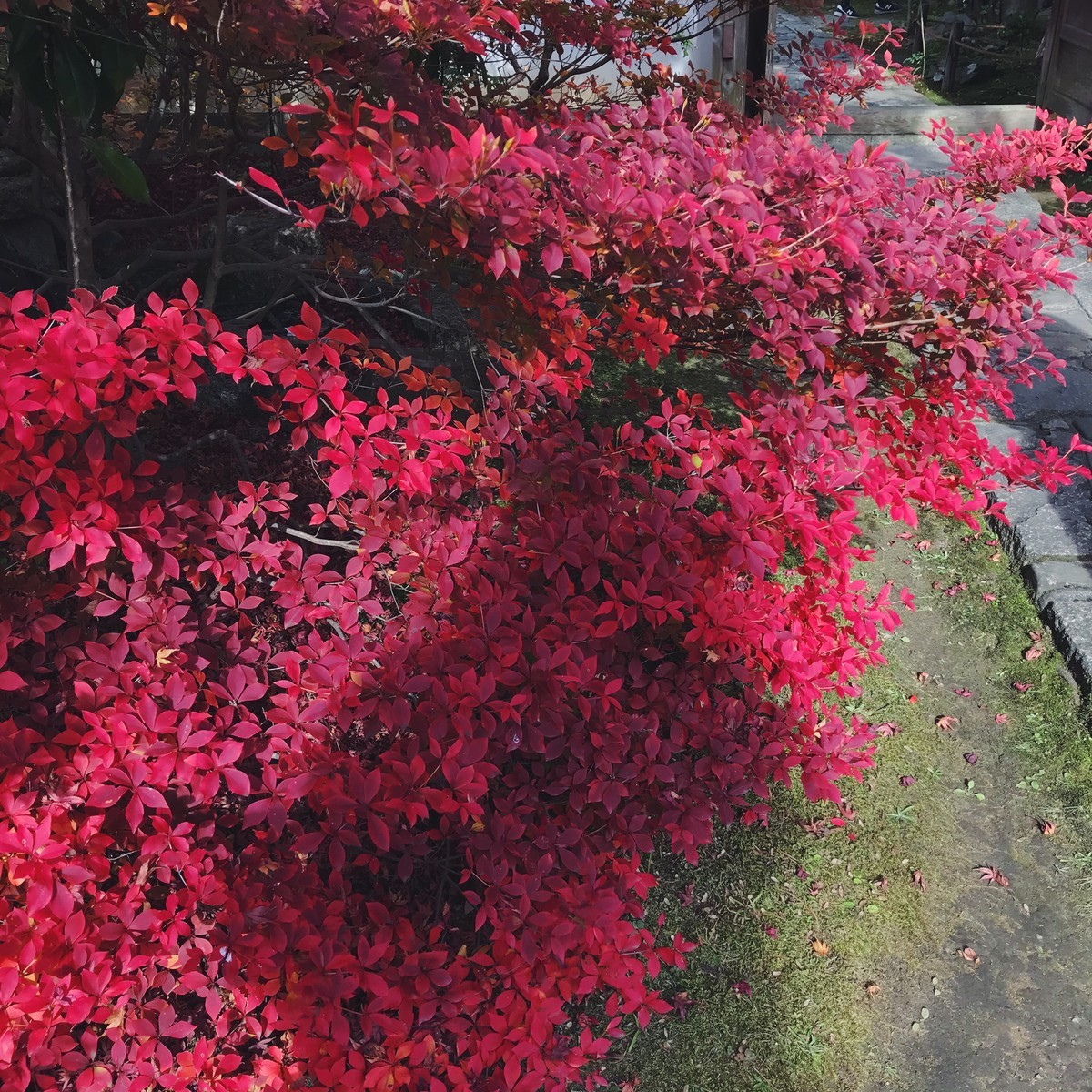 f:id:asacafe:20191210192036j:plain f:id:asacafe:20191210192036j:plain
