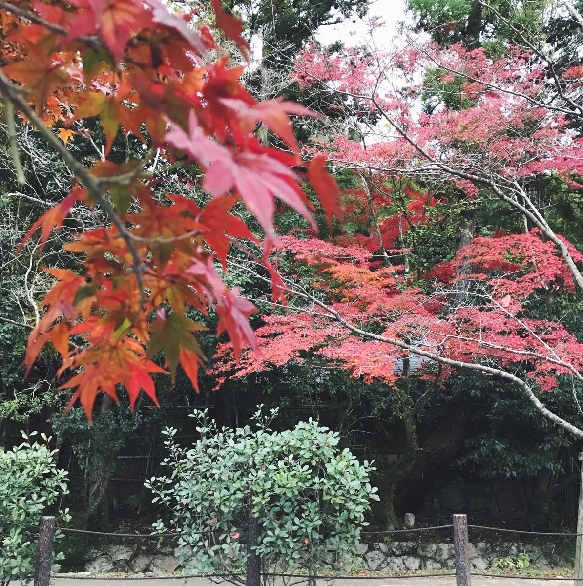 f:id:asacafe:20191210232826j:plain f:id:asacafe:20191210232826j:plain