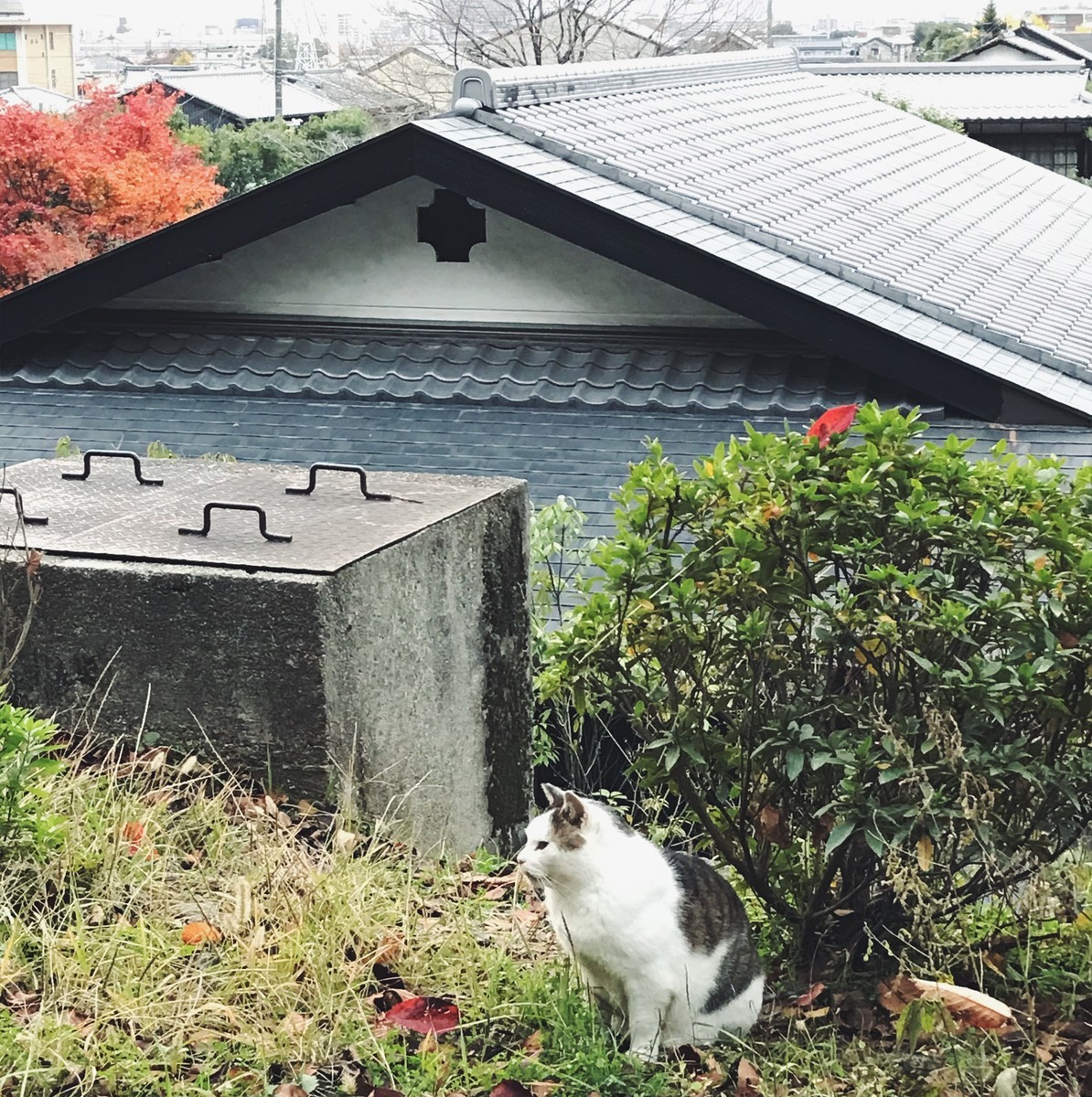 f:id:asacafe:20191210234828j:plain f:id:asacafe:20191210234828j:plain