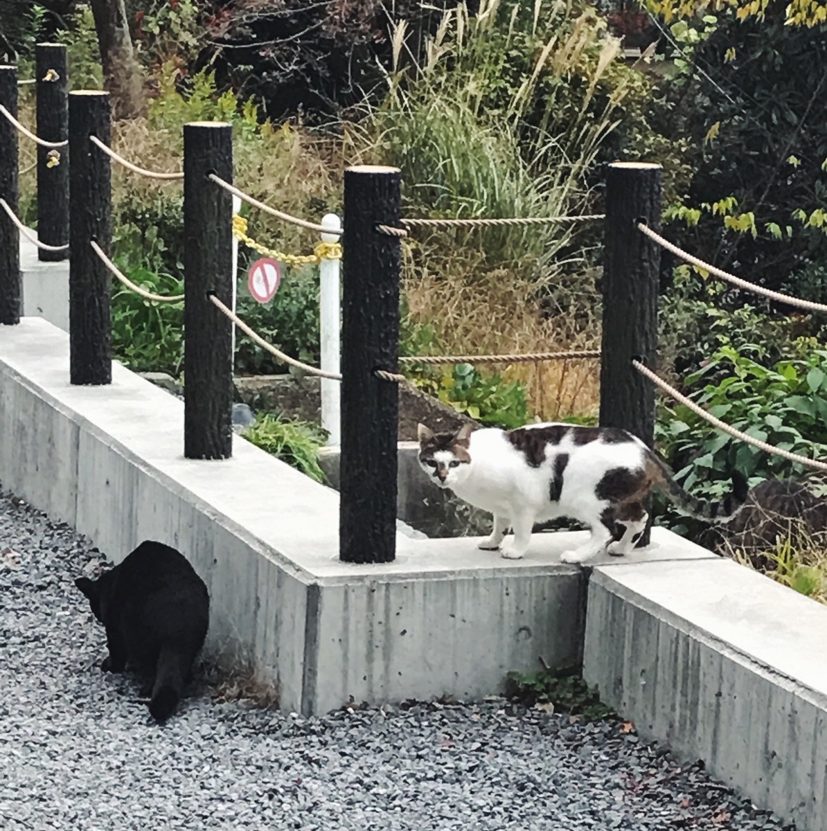 f:id:asacafe:20191210235015j:plain f:id:asacafe:20191210235015j:plain