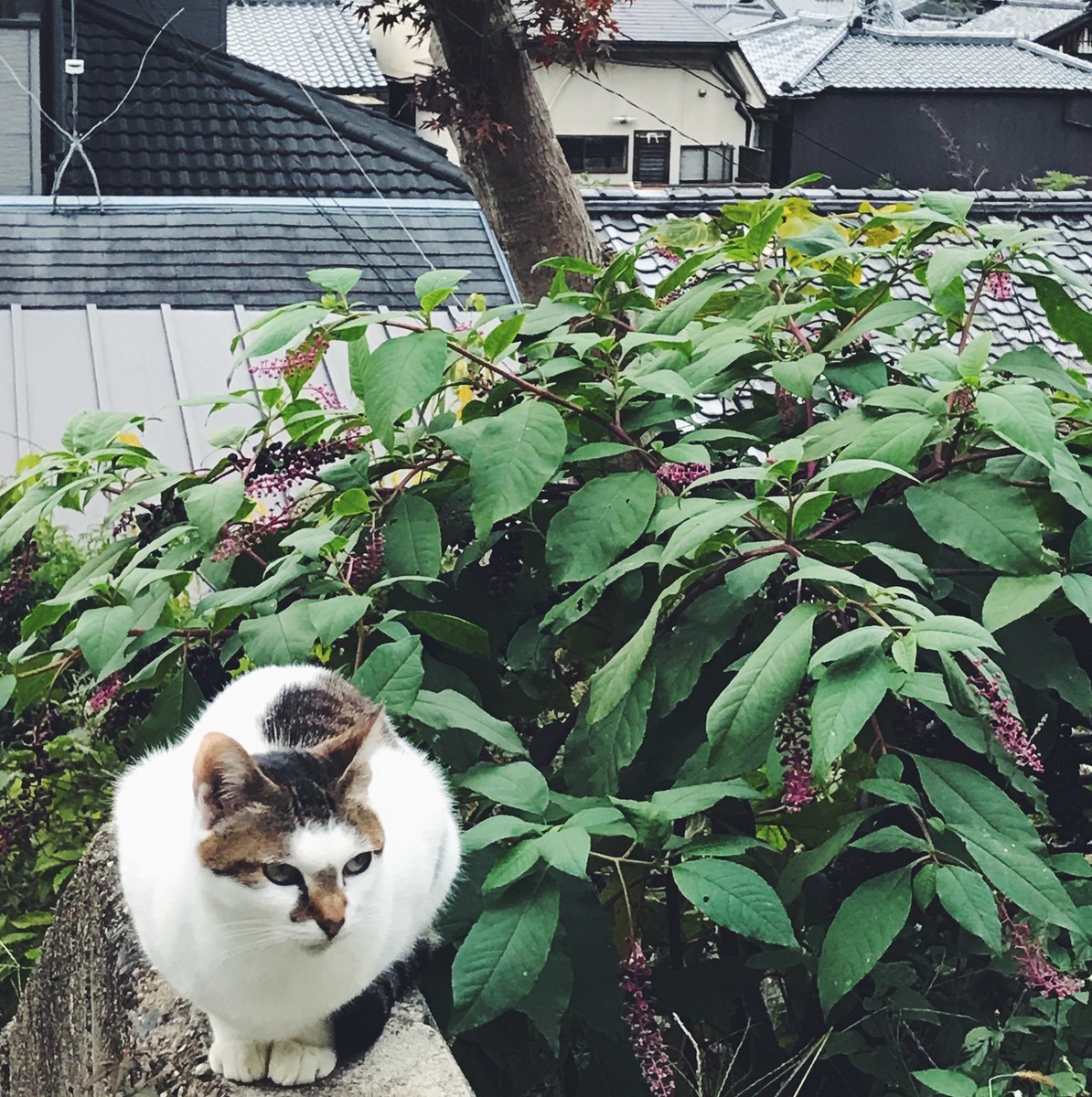 f:id:asacafe:20191210235106j:plain f:id:asacafe:20191210235106j:plain