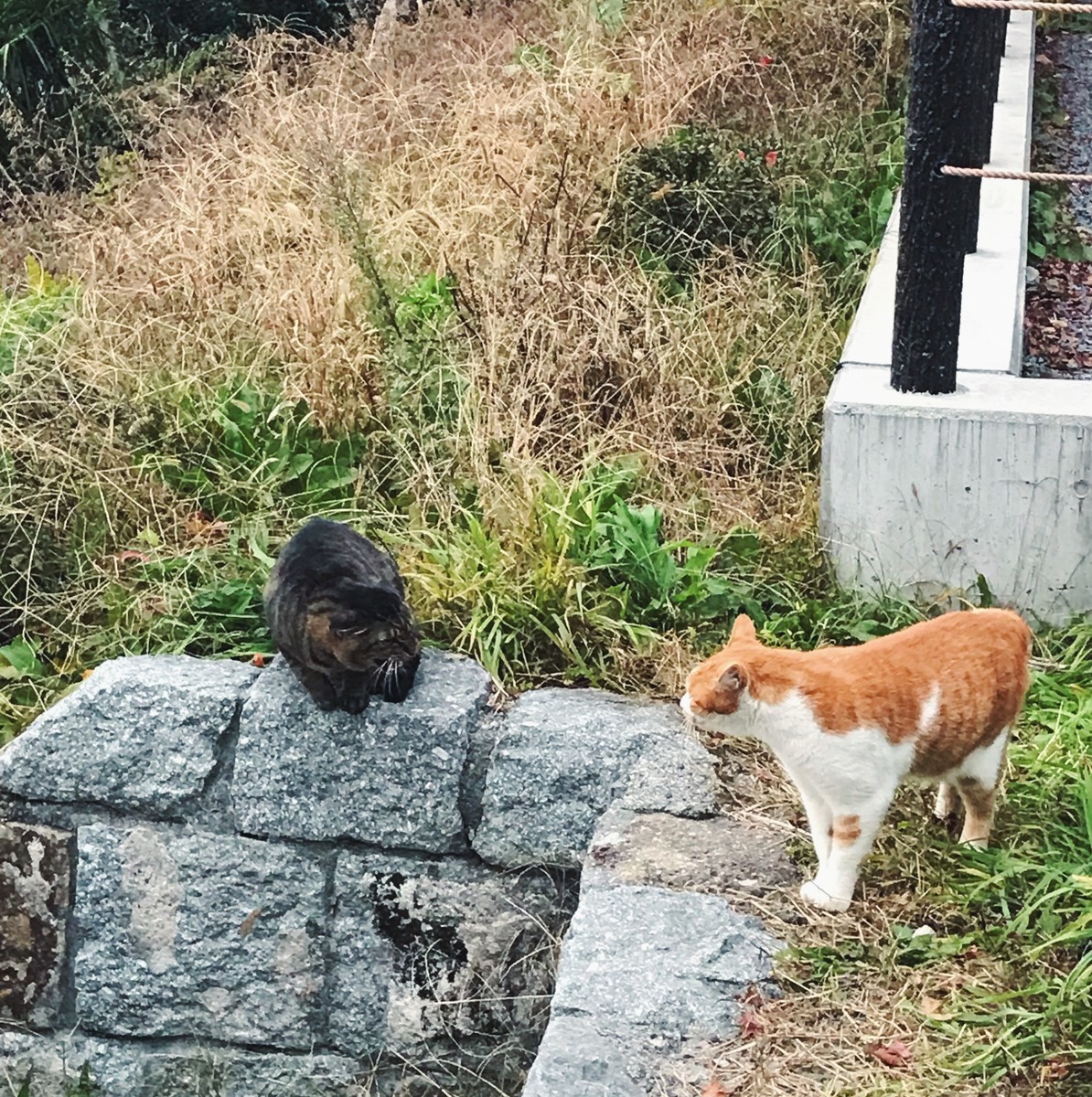 f:id:asacafe:20191210235145j:plain f:id:asacafe:20191210235145j:plain