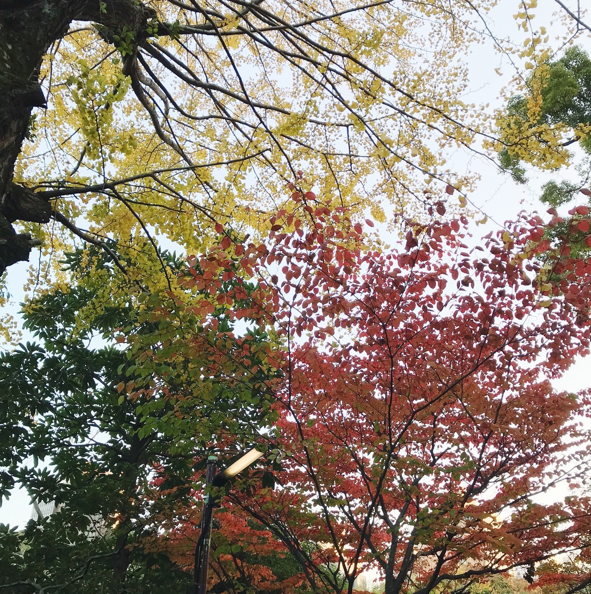 f:id:asacafe:20191211121024j:plain f:id:asacafe:20191211121024j:plain