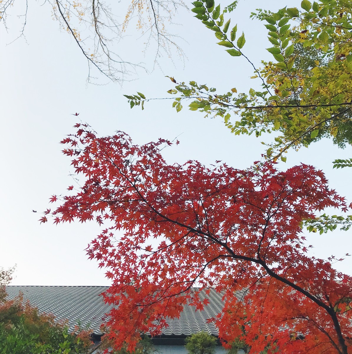 f:id:asacafe:20191211121207j:plain f:id:asacafe:20191211121207j:plain
