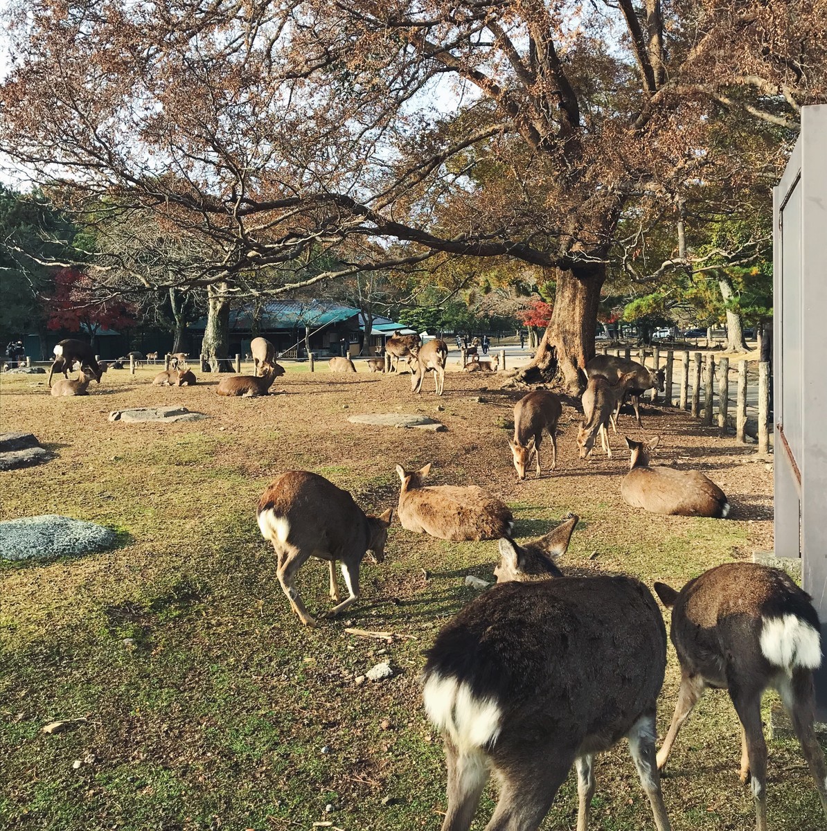 f:id:asacafe:20191221121606j:plain f:id:asacafe:20191221121606j:plain
