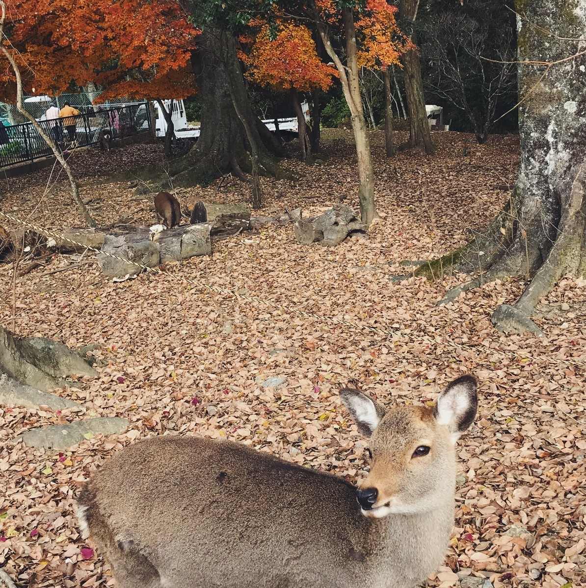f:id:asacafe:20191221121722j:plain f:id:asacafe:20191221121722j:plain