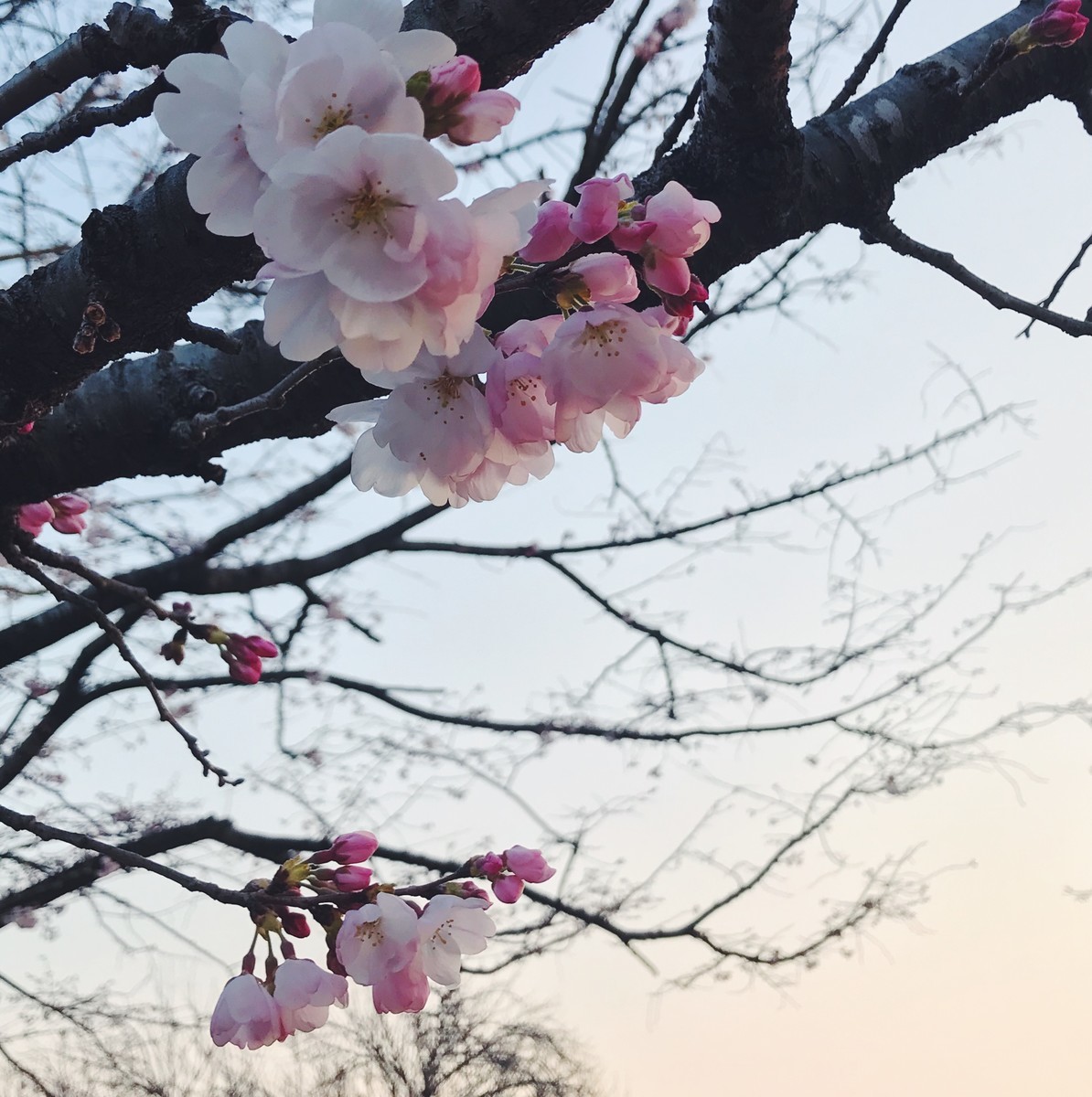 f:id:asacafe:20200412150239j:plain f:id:asacafe:20200412150239j:plain