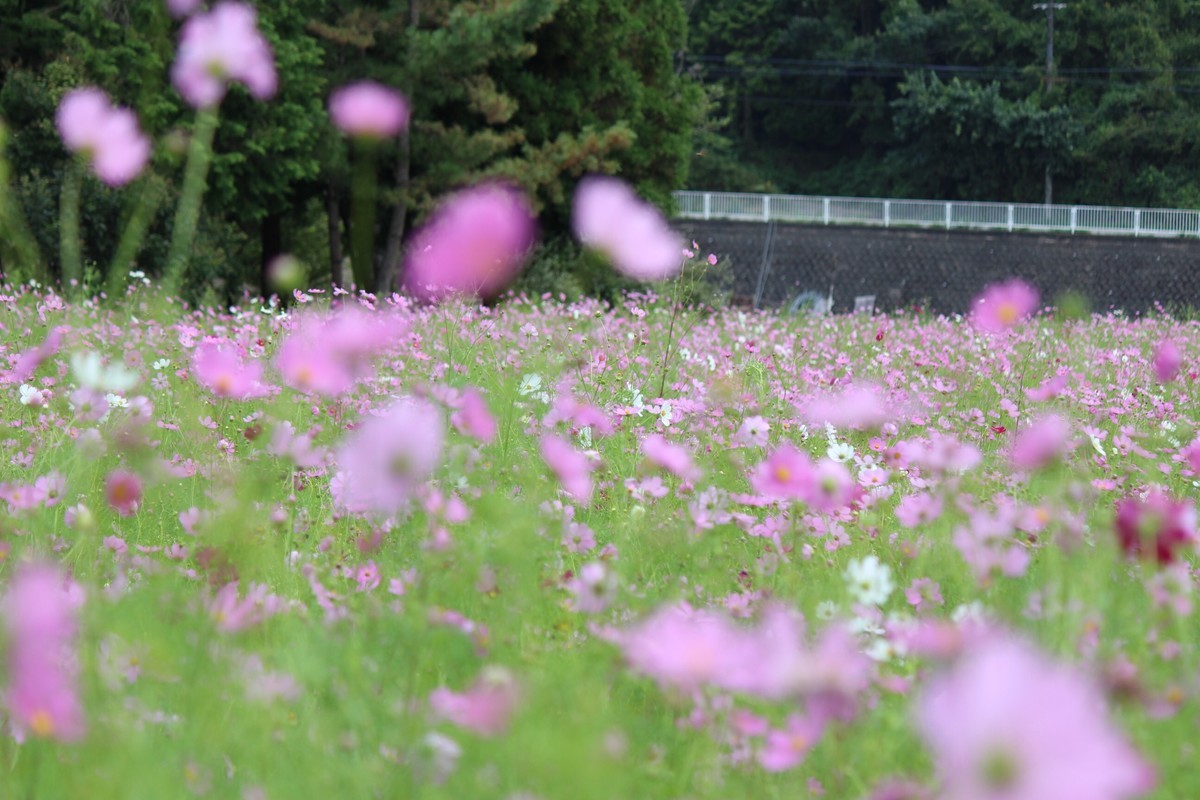 f:id:asacafe:20200928172406j:plain f:id:asacafe:20200928172406j:plain