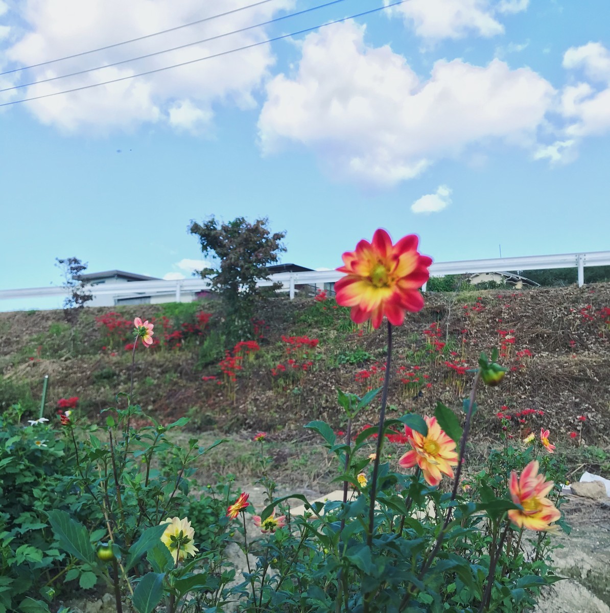 f:id:asacafe:20201010075204j:plain