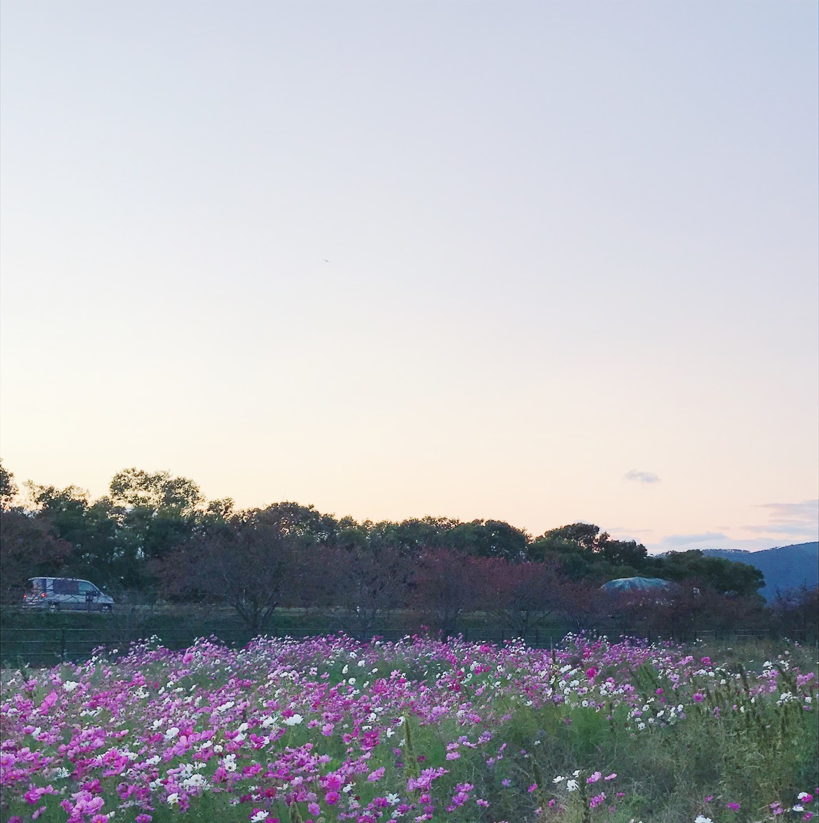 f:id:asacafe:20201108092529j:plain f:id:asacafe:20201108092529j:plain