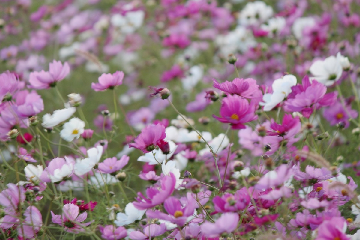f:id:asacafe:20201108092620j:plain f:id:asacafe:20201108092620j:plain