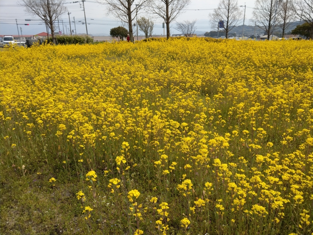f:id:asadakeiko576:20180401171907j:plain
