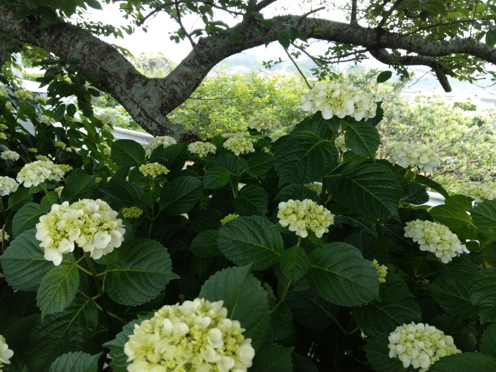 f:id:asadakeiko576:20180601235223j:plain f:id:asadakeiko576:20180601235223j:plain
