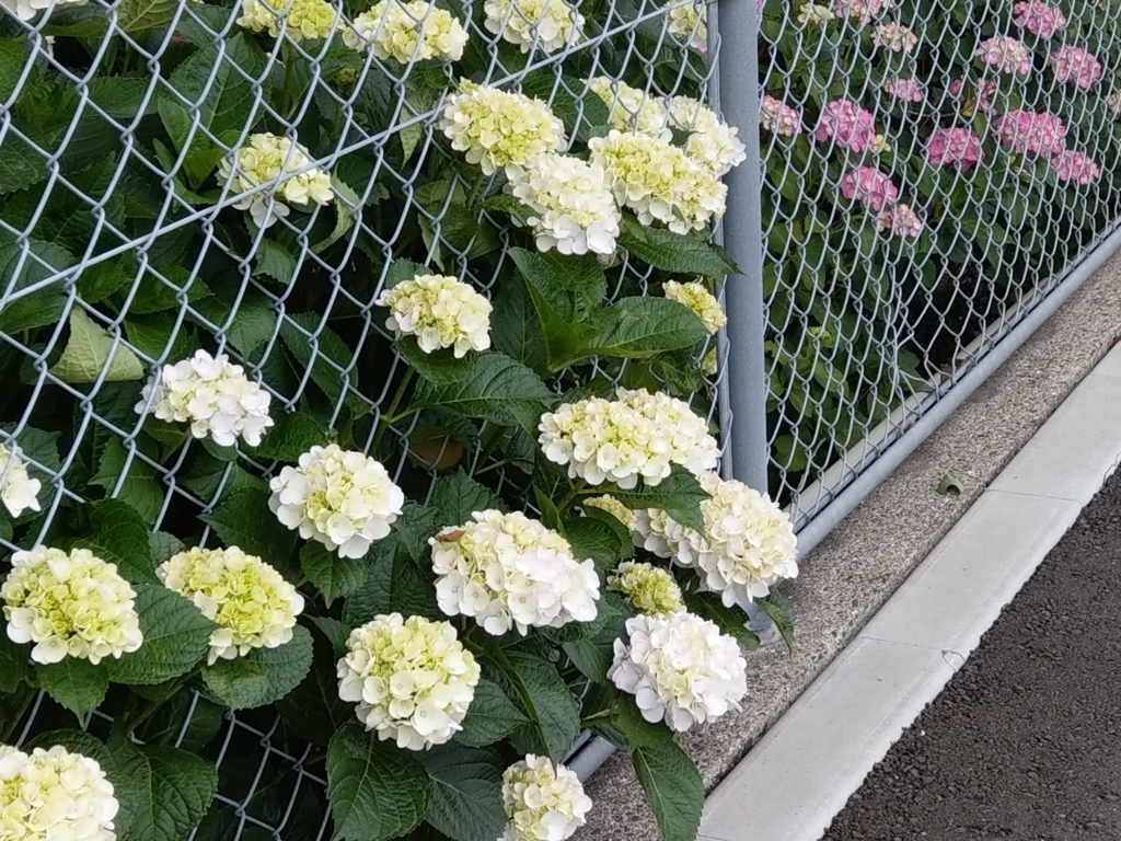f:id:asadakeiko576:20180601235253j:plain f:id:asadakeiko576:20180601235253j:plain