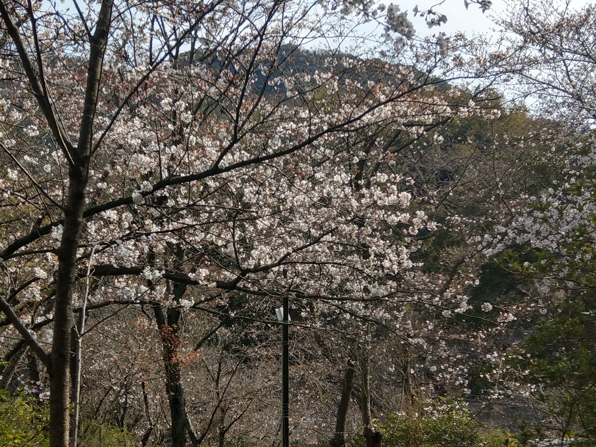f:id:asadakeiko576:20190327181714j:plain