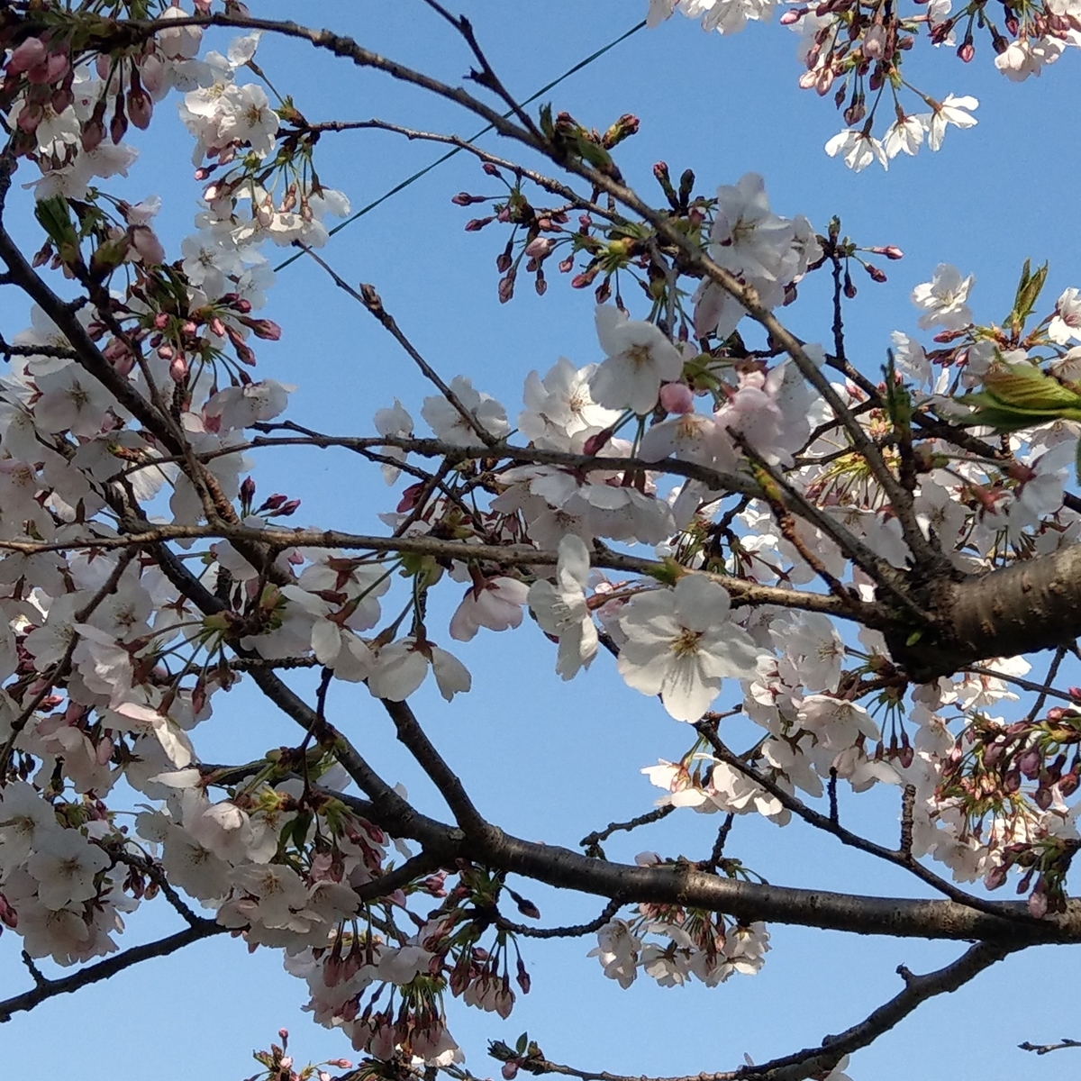 f:id:asadakeiko576:20190327182733j:plain